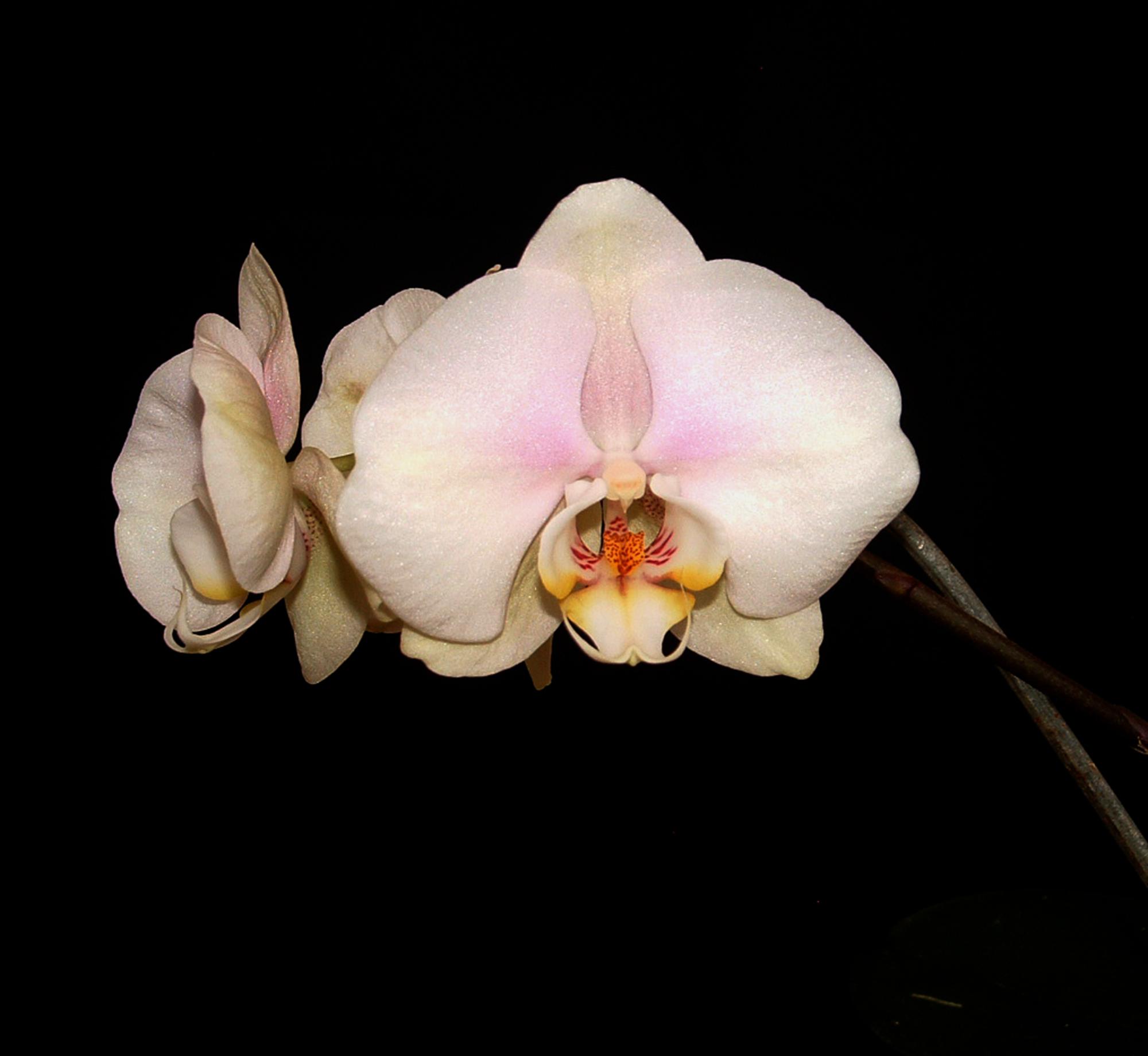 Flowers - Orchids #2