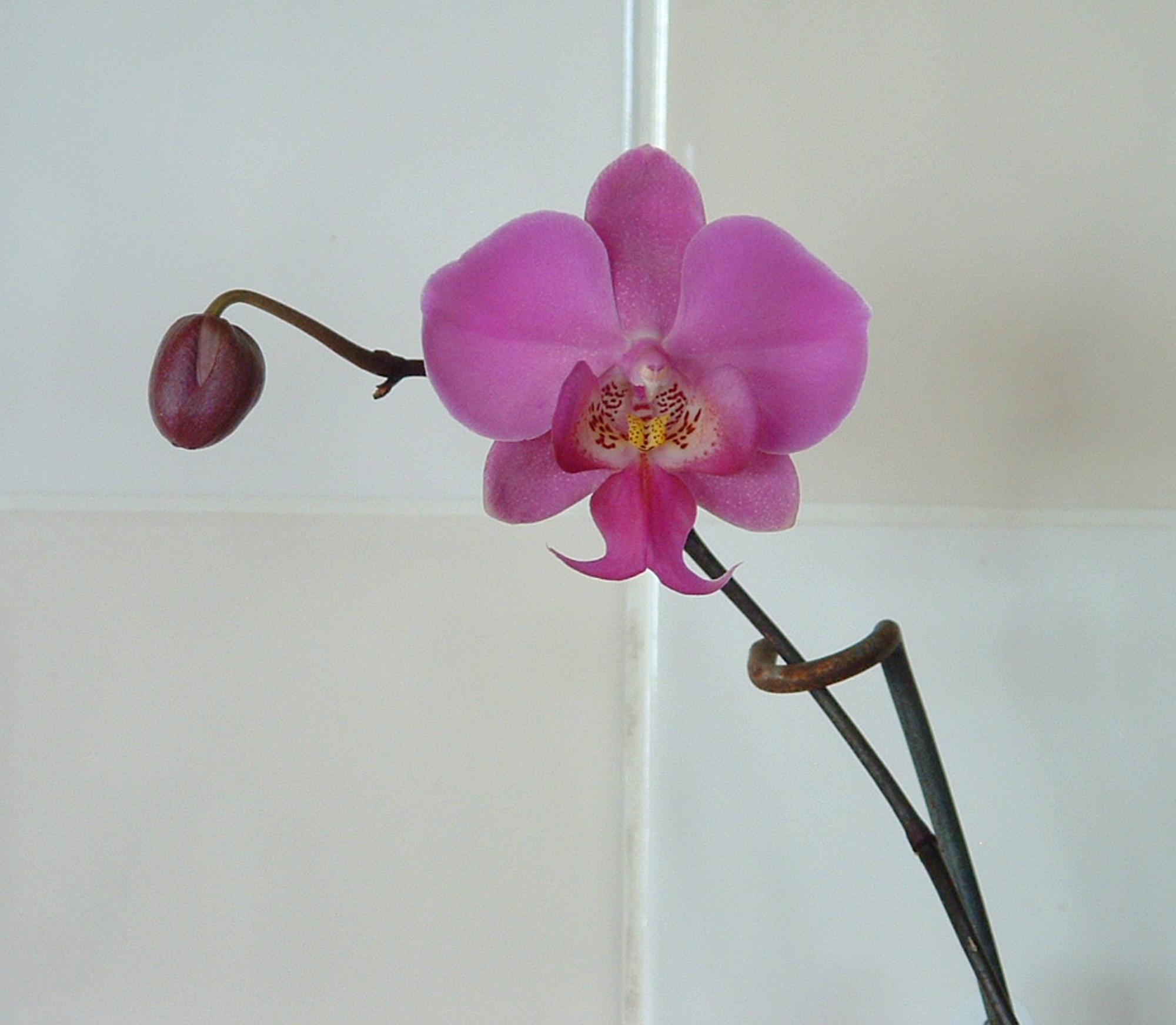 Flowers - Orchid