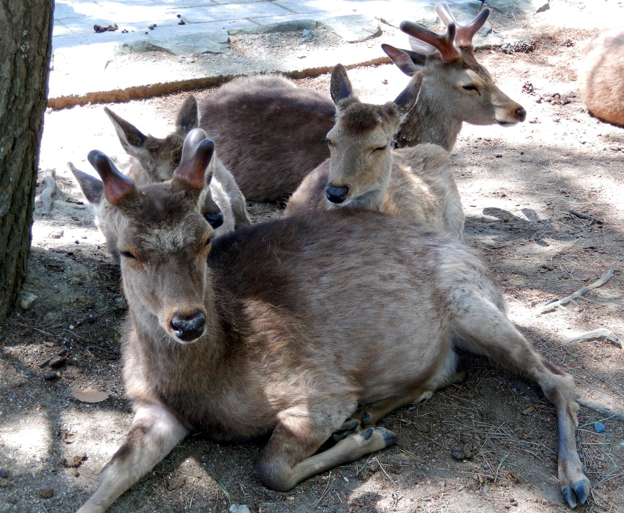 Kyoto Area - Nara Park Deer #4