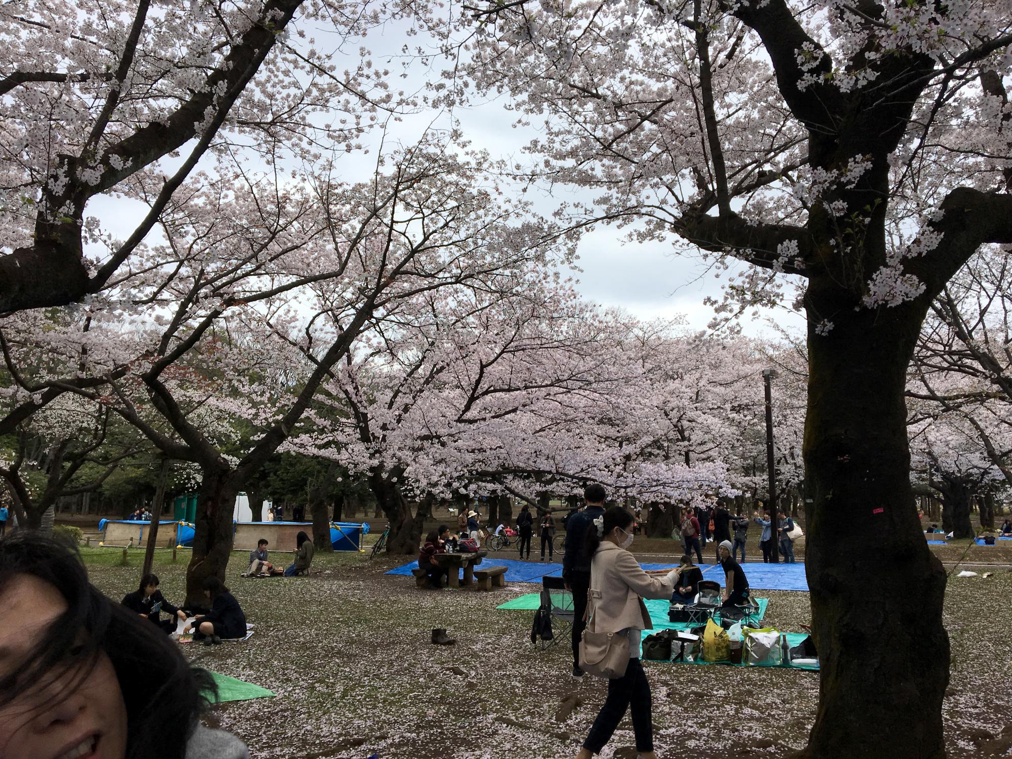 Tokyo (2017) - Cherry Blossoms #1