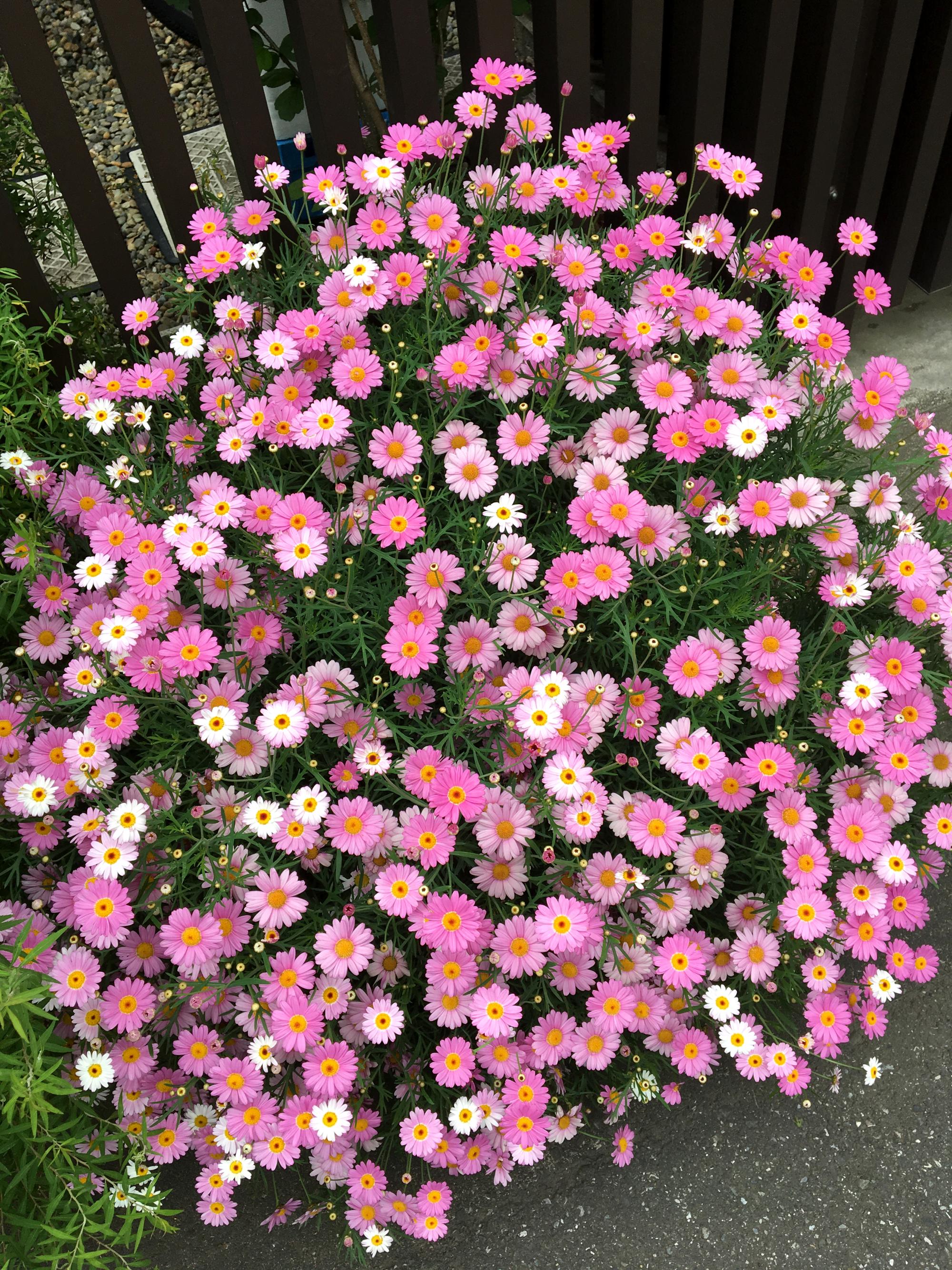 Tokyo (2017) - Flowers