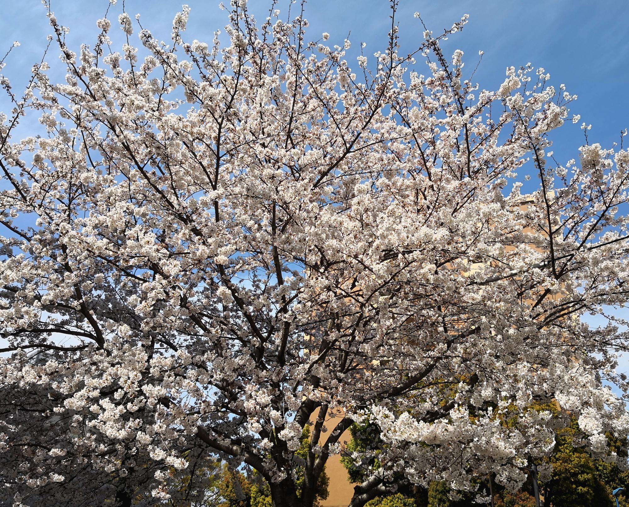 Tokyo (2019) - Cherry Blossoms