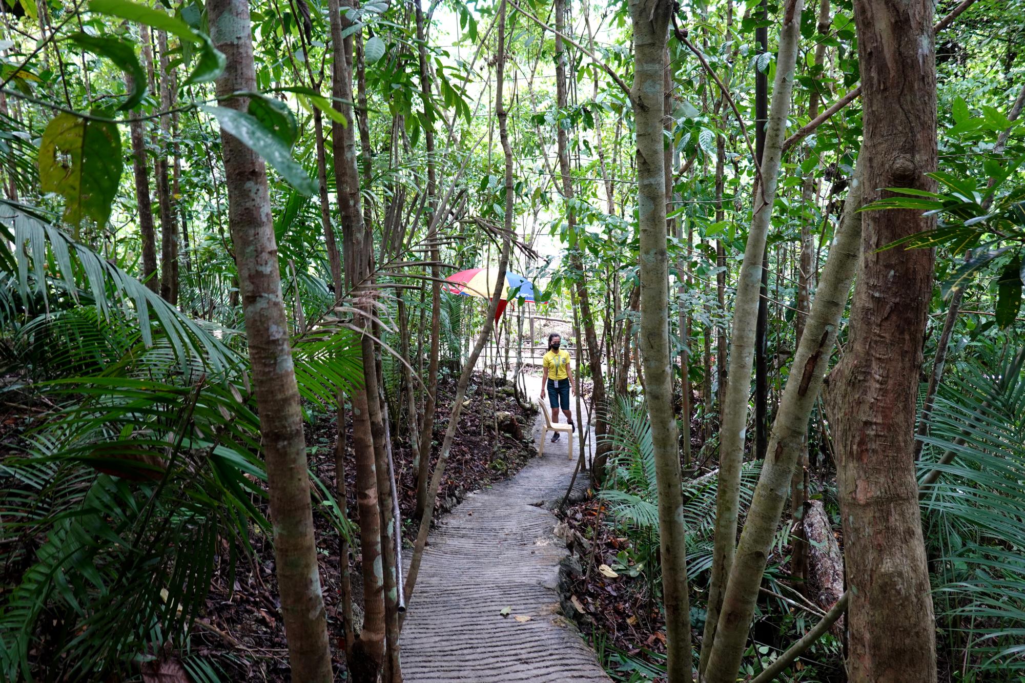 Bohol - Tasier Sanctuary Path