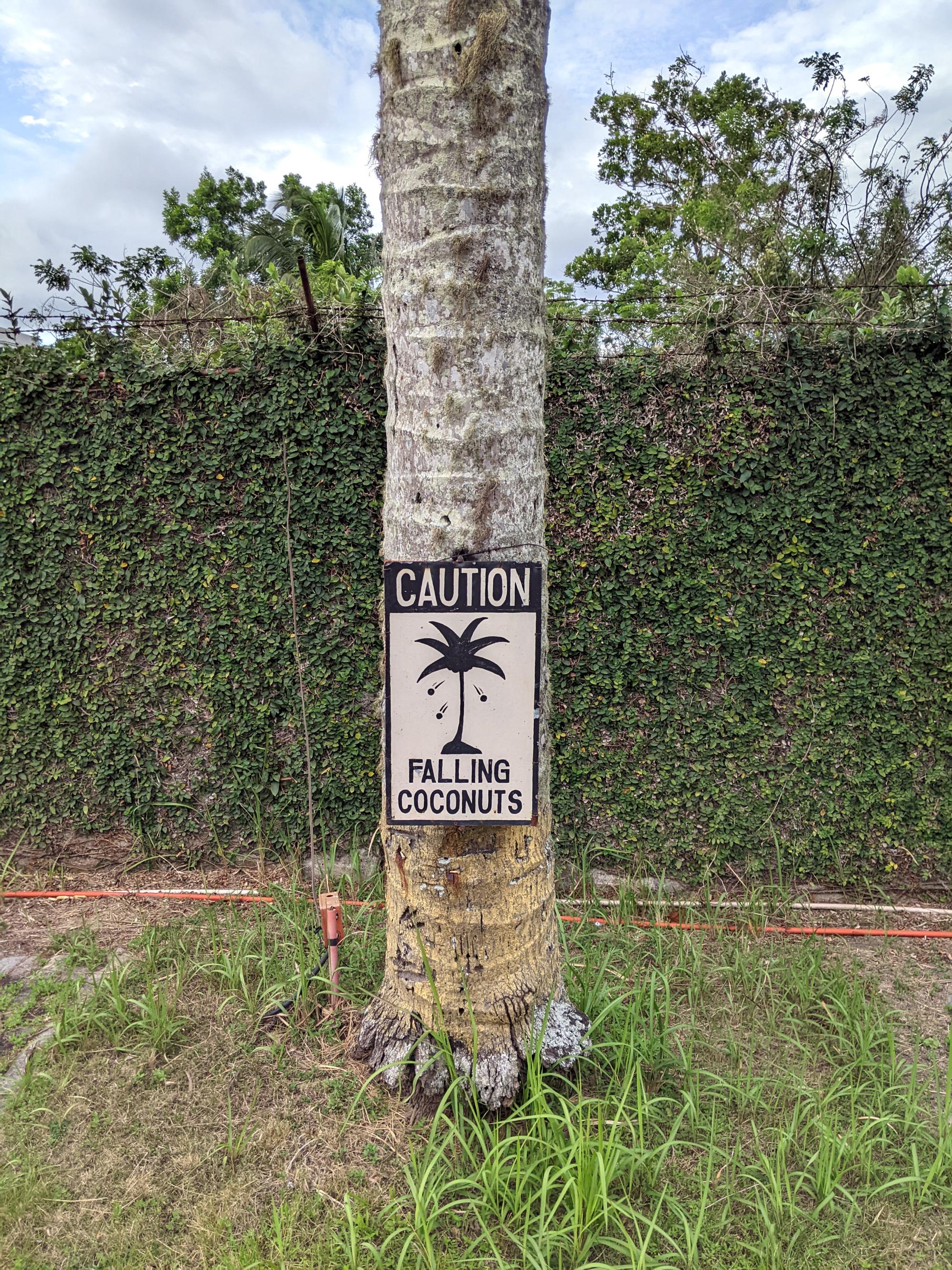 Signs of the Philippines - Falling Coconuts #1