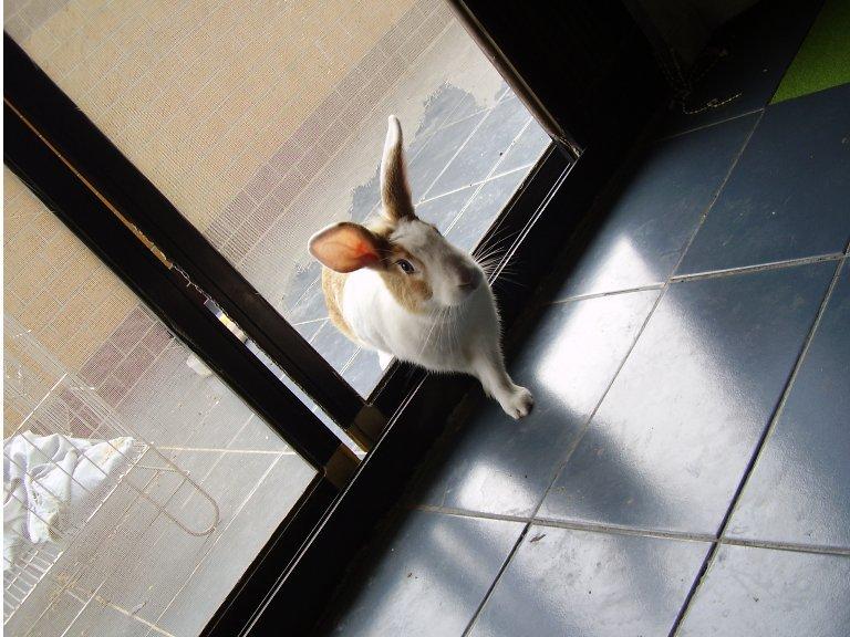Taiwan - Rabbit