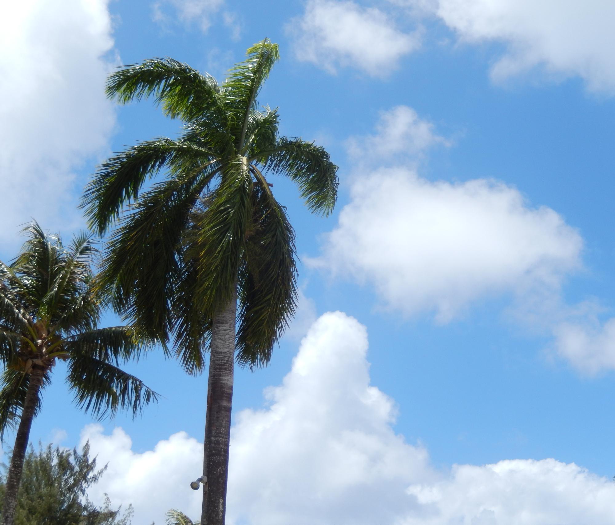 Saipan - Palm Tree