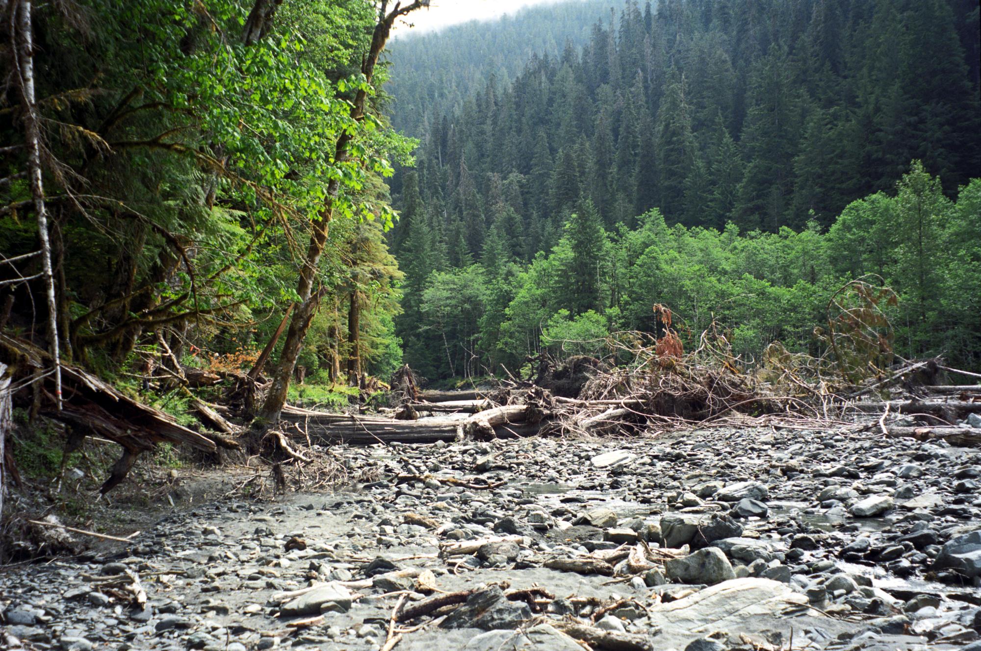Enchanted Valley (2004) - East Fork Quinault #1