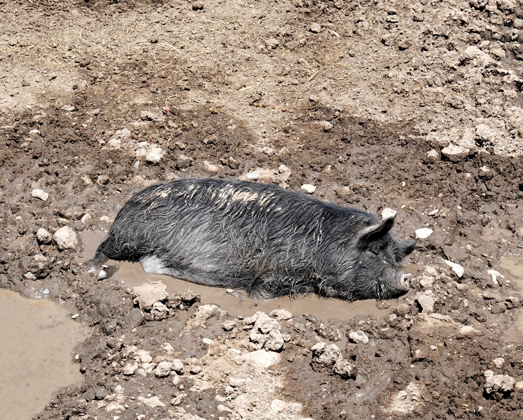 Cheyenne (2022-Present) - Happy Hog
