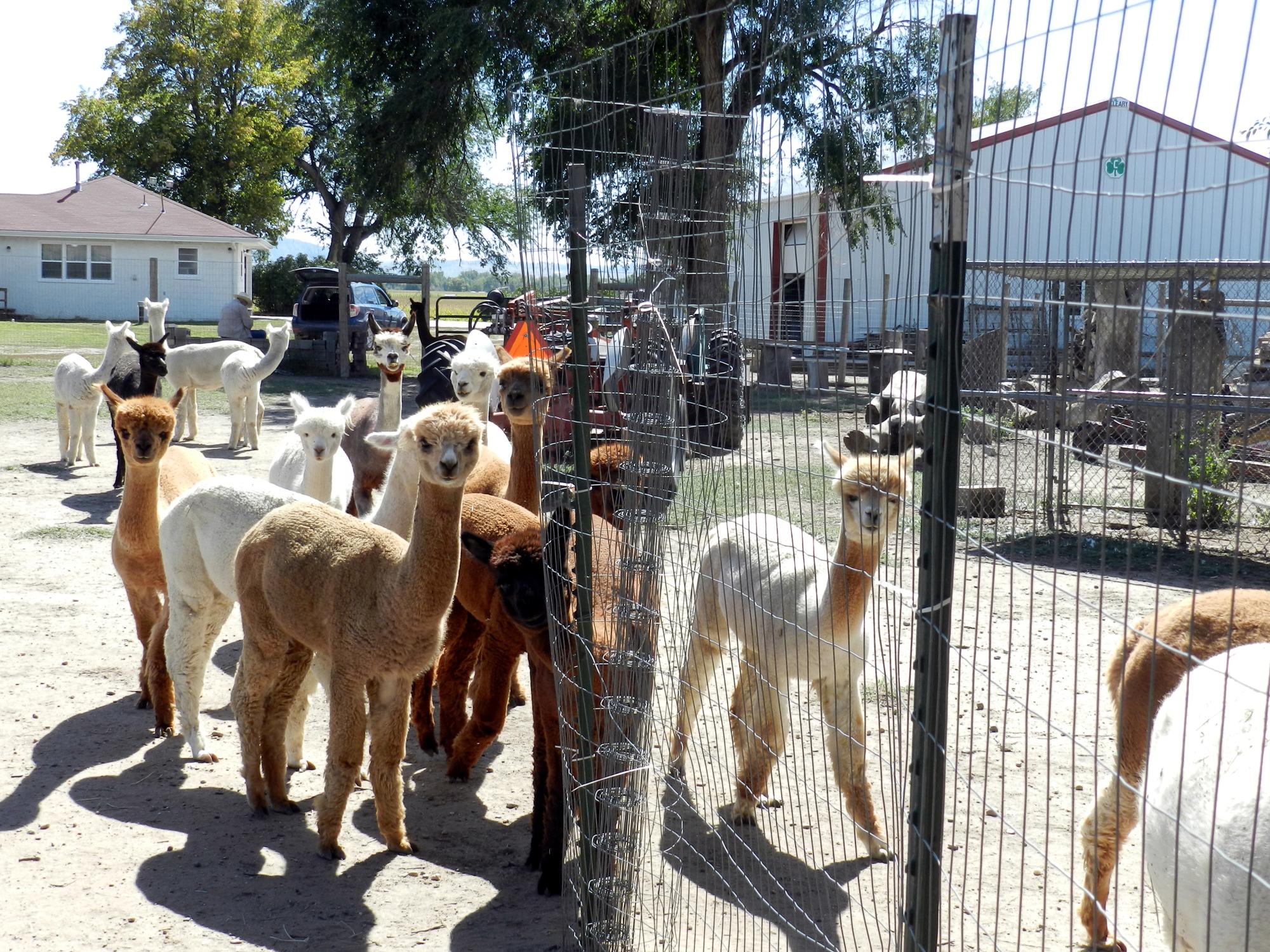 Holiday Ranch (2015-2019) - Alpaca Farm #2