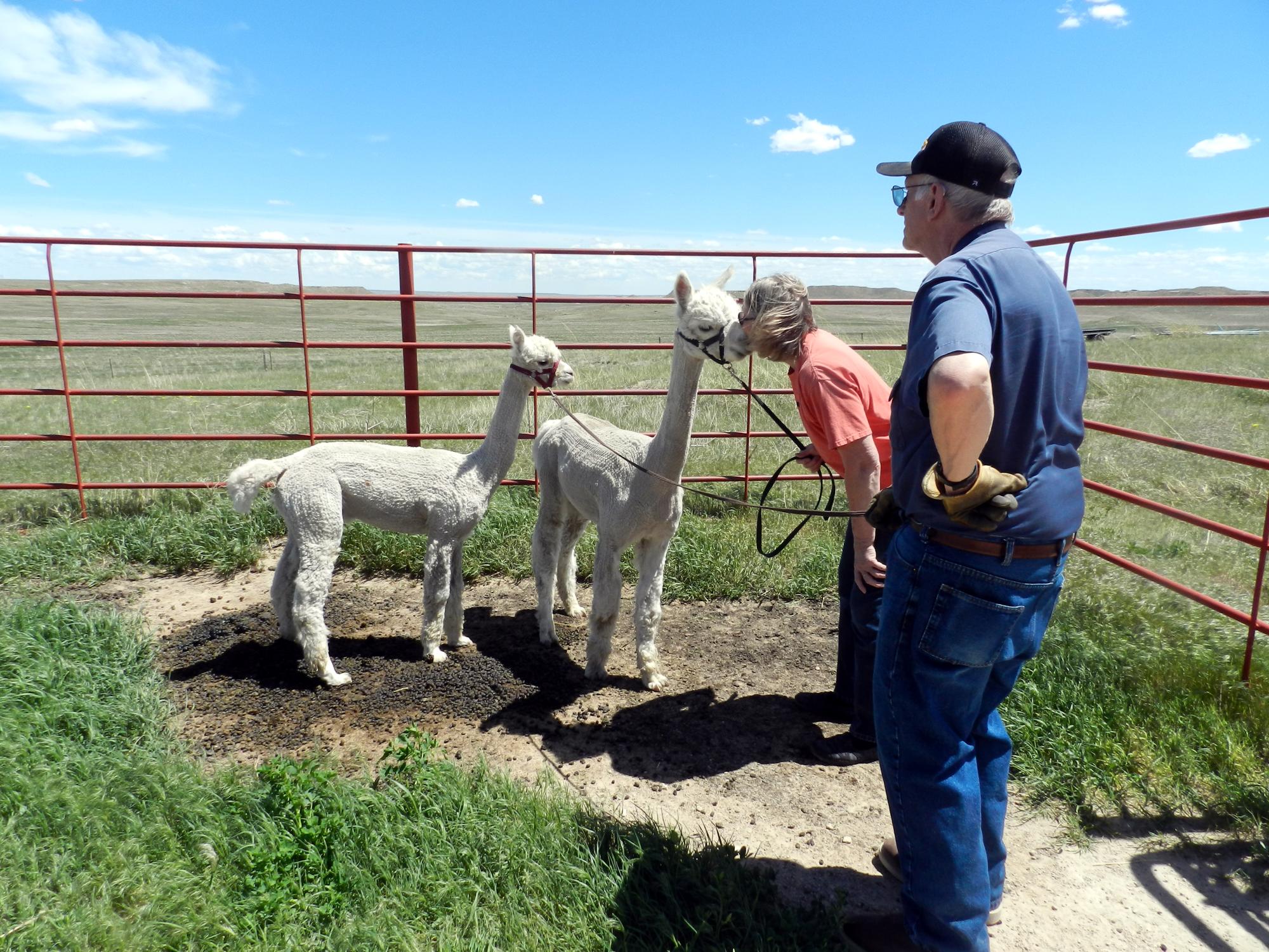 Holiday Ranch (2020-2021) - New Alpacas #2