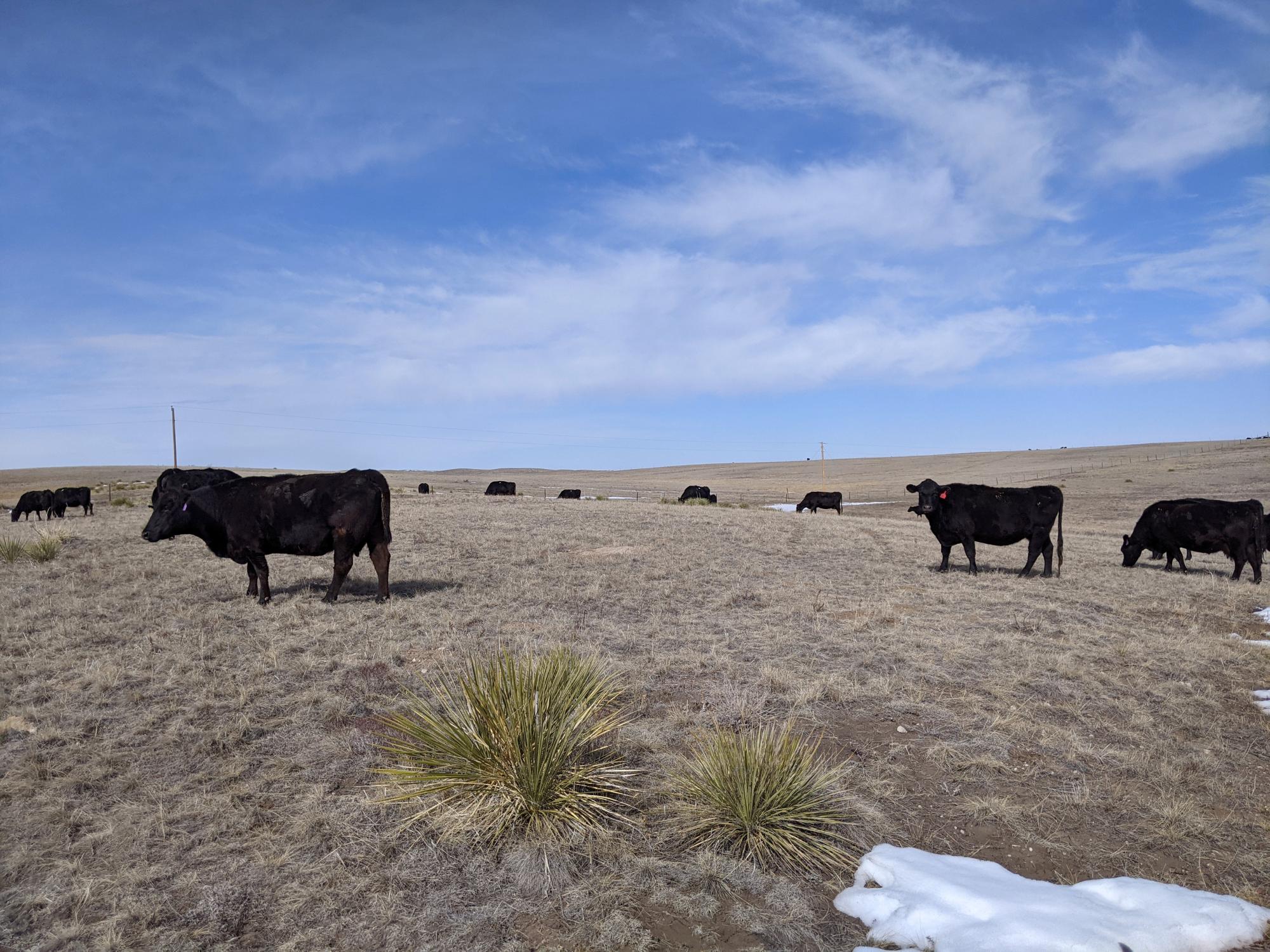 Holiday Ranch (2020-2021) - Winter Cattle