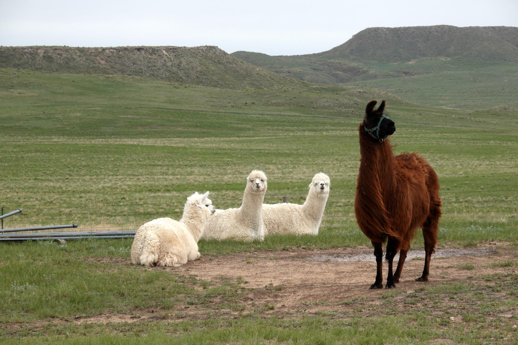 Holiday Ranch (2020-2021) - Alpacas Llama